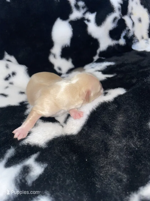 Tiny girl  – Chihuahua puppy for sale in Elmendorf, TX
