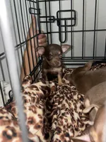 Hershey, a female Chihuahua for sale in Elmendorf, TX – 2 of 2