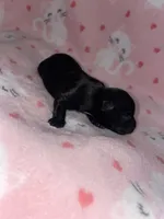 Tiny , a female Chihuahua for sale in Elmendorf, TX – Photo 4 of 4