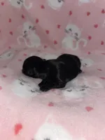 Tiny , a female Chihuahua for sale in Elmendorf, TX – Photo 2 of 4