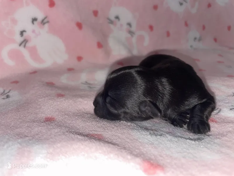 Tiny  – Chihuahua puppy for sale in Elmendorf, TX