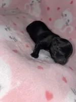 Tiny , a female Chihuahua for sale in Elmendorf, TX – Photo 3 of 4