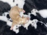 Tiny girl , a female Chihuahua for sale in Elmendorf, TX – 2 of 3