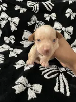 Male #1, a male Chihuahua for sale in Elmendorf, TX – 5 of 5