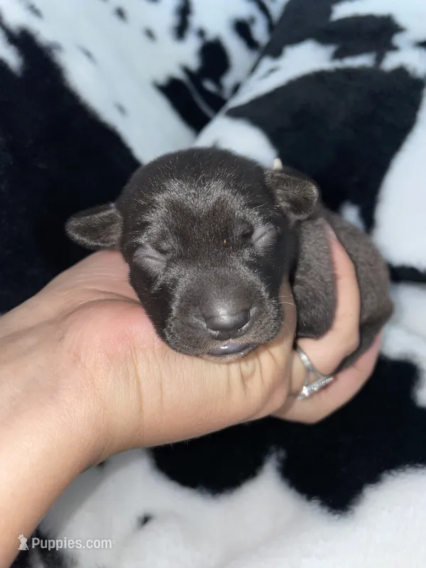Black boy – Chihuahua puppy for sale in Elmendorf, TX