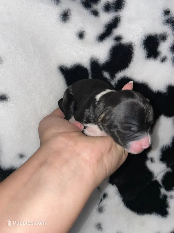 Teddy  – Chihuahua puppy for sale in Elmendorf, TX