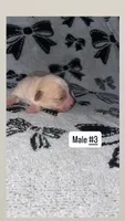 Male #3, a male Chihuahua for sale in Elmendorf, TX – 4 of 6