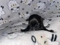 Midnight , a male Chihuahua for sale in Elmendorf, TX – Photo 3 of 4