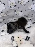 Midnight , a male Chihuahua for sale in Elmendorf, TX – Photo 2 of 4