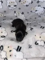 Midnight , a male Chihuahua for sale in Elmendorf, TX – Photo 4 of 4