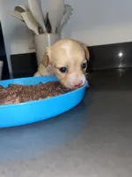 Coco girl , a female Chihuahua for sale in Elmendorf, TX – 2 of 8