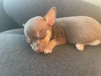 Sneakers, a male Chihuahua for sale in Elmendorf, TX – 2 of 5
