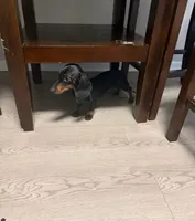 Wennie , a male Miniature Dachshund for sale in Elmendorf, TX – 2 of 4