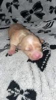 Female #6, a female Chihuahua for sale in Elmendorf, TX – 7 of 7