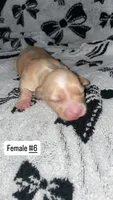 Female #6, a female Chihuahua for sale in Elmendorf, TX – 5 of 7