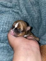 The boy, a male Chihuahua for sale in Elmendorf, TX – 3 of 4