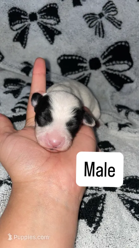 Male, a female Chihuahua for sale in Elmendorf, TX – 1 of 1