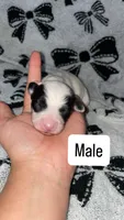 Male, a female Chihuahua for sale in Elmendorf, TX – 1 of 1