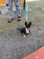 The boy, a male Chihuahua for sale in Elmendorf, TX – 5 of 5