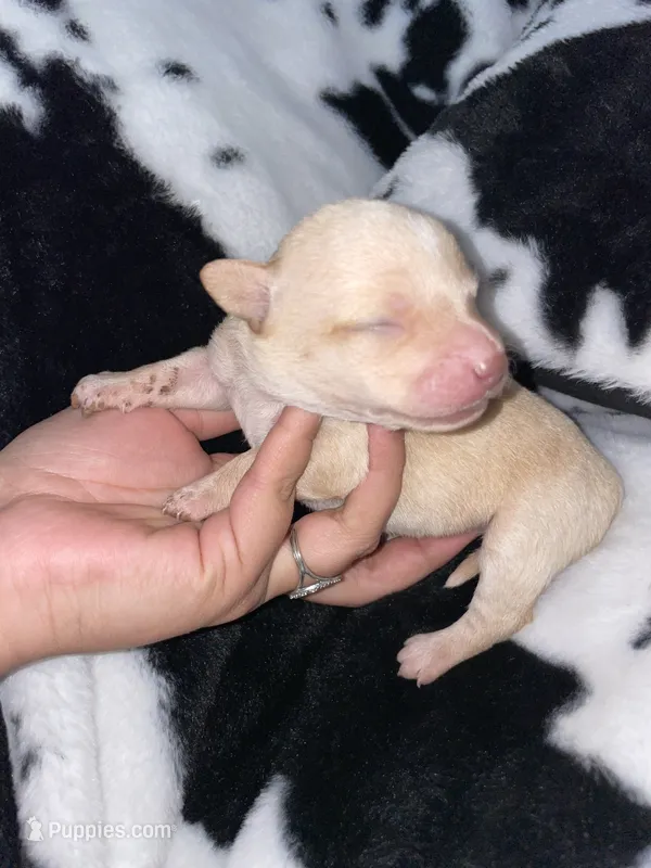 Purple girl – Chihuahua puppy for sale in Elmendorf, TX