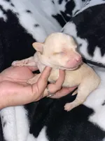 Purple girl, a female Chihuahua for sale in Elmendorf, TX – 1 of 2