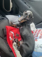 Wennie , a male Miniature Dachshund for sale in Elmendorf, TX – 4 of 4
