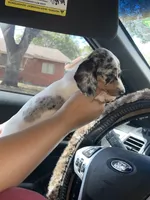 Minnie , a female Miniature Dachshund for sale in Elmendorf, TX – 3 of 4