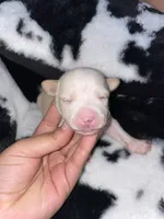Green , a male Chihuahua for sale in Elmendorf, TX – 3 of 3