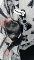 Female #5 , a female Chihuahua for sale in Elmendorf, TX – 4 of 6