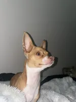 Bean, a female Chihuahua for sale in Elmendorf, TX – 2 of 3