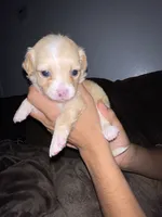 Coco girl , a female Chihuahua for sale in Elmendorf, TX – 5 of 8