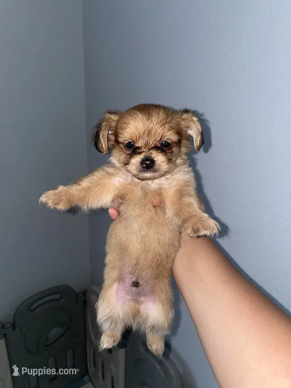 Teddy  – Chihuahua puppy for sale in Elmendorf, TX