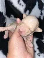 Purple girl, a female Chihuahua for sale in Elmendorf, TX – 2 of 2