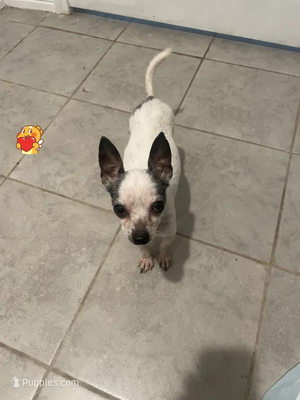 Chewy – Chihuahua puppy for sale in Elmendorf, TX