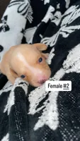 Female #2, a female Chihuahua for sale in Elmendorf, TX – 5 of 8