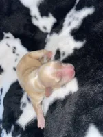 Tiny girl , a female Chihuahua for sale in Elmendorf, TX – 3 of 3