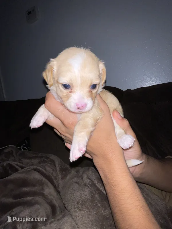 Coco girl , a female Chihuahua for sale in Elmendorf, TX – 1 of 8