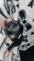 Female #5 , a female Chihuahua for sale in Elmendorf, TX – 5 of 6