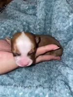 Coco, a male Chihuahua for sale in Elmendorf, TX – 2 of 3