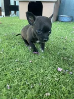 King, a male Chihuahua for sale in Elmendorf, TX – 3 of 4