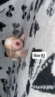 Male #3, a male Chihuahua for sale in Elmendorf, TX – 6 of 6