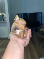 The boy, a male Chihuahua for sale in Elmendorf, TX – 4 of 4