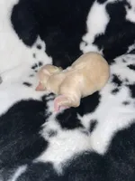Potato, a male Chihuahua for sale in Elmendorf, TX – 3 of 3