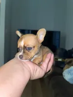 The boy, a male Chihuahua for sale in Elmendorf, TX – 2 of 4