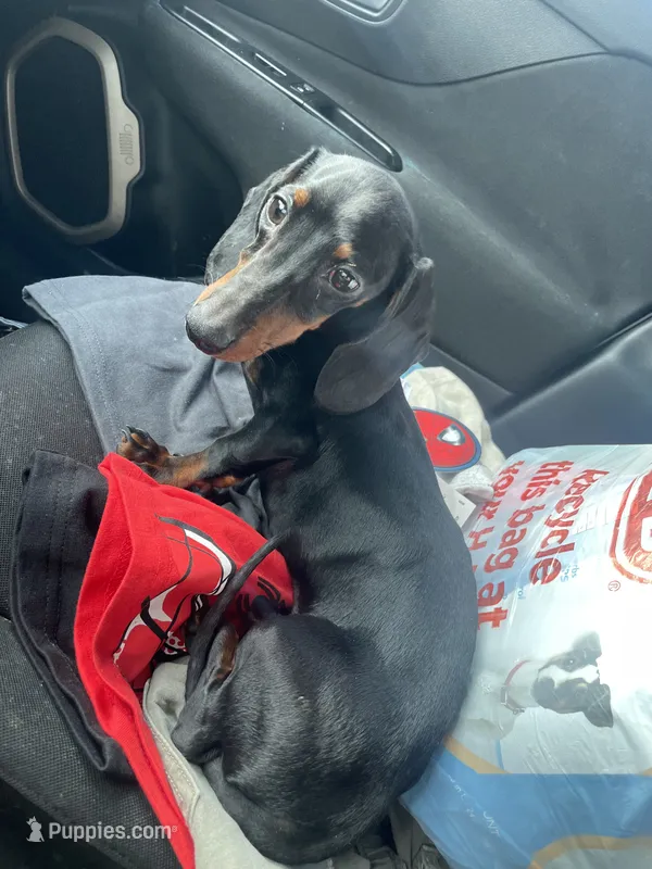 Wennie  – Miniature Dachshund puppy for sale in Elmendorf, TX