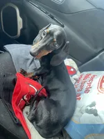 Wennie , a male Miniature Dachshund for sale in Elmendorf, TX – 1 of 4