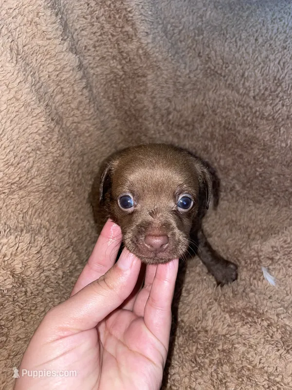 Bella – Chihuahua puppy for sale in Elmendorf, TX