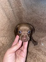 Bella, a female Chihuahua for sale in Elmendorf, TX – 1 of 2