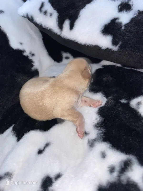 Blue  – Chihuahua puppy for sale in Elmendorf, TX
