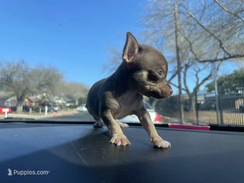 Sneakers – Chihuahua puppy for sale in Elmendorf, TX